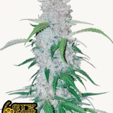SIX SHOOTER Auto